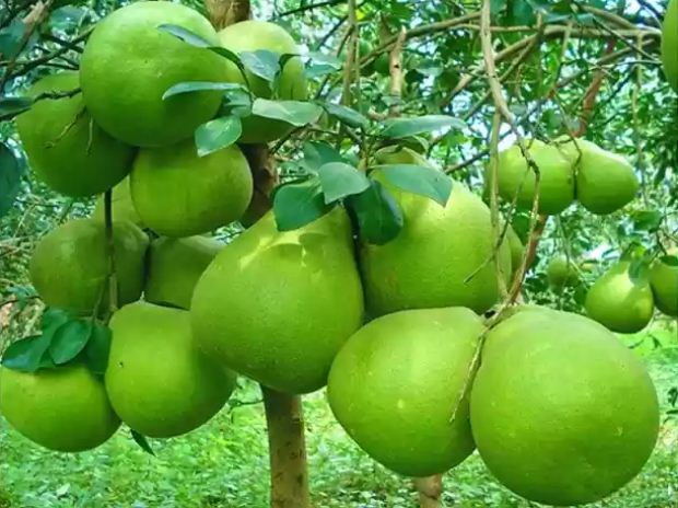 Enjoy-fruit-in-mekong-delta-orchards-2